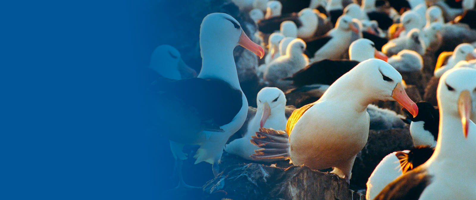 Le peuple migrateur